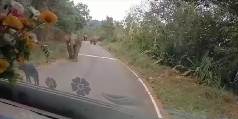 ஆக்ரோஷமாக அரசு பேருந்தை துரத்திய யானை! பிறகு என்ன நடந்தது இதோ ?