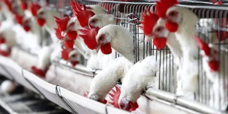 பரவி வரும் பறவை காய்ச்சல் : 5 மாவட்டங்களுக்கு எச்சரிக்கை