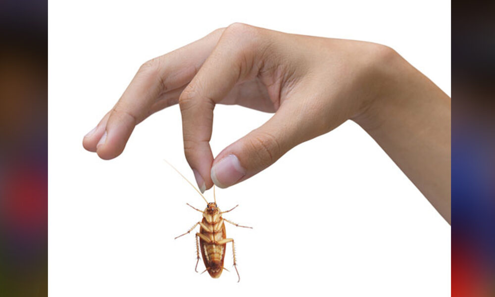 பிரபல சைவ ஹோட்டல் உணவில் கரப்பான் பூச்சி: 12 வயது சிறுமிக்கு வாந்தி!