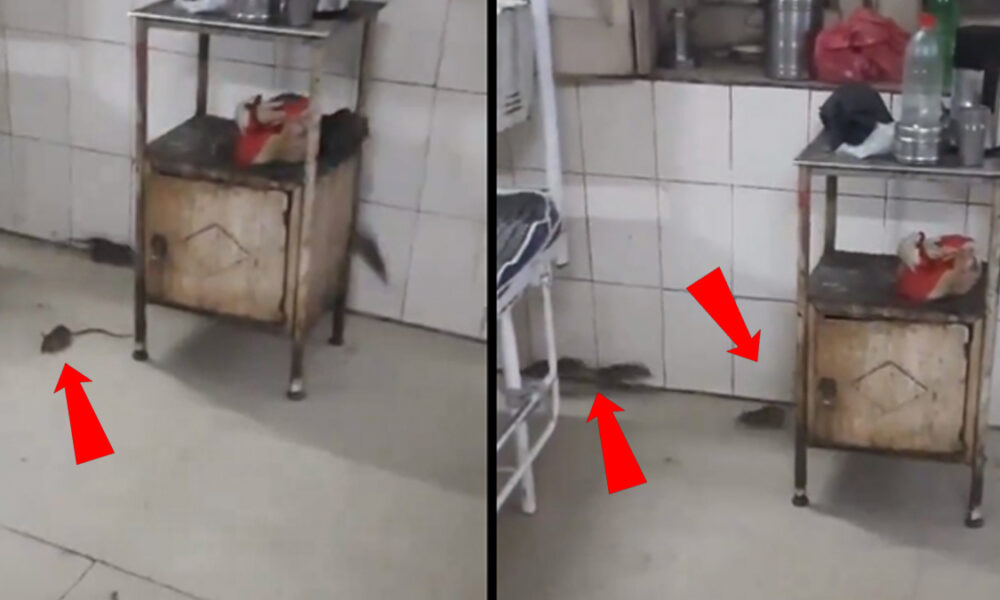 அரசு மருத்துவமனையில் துள்ளி விளையாடும் எலிகள்..வைரல் வீடியோ